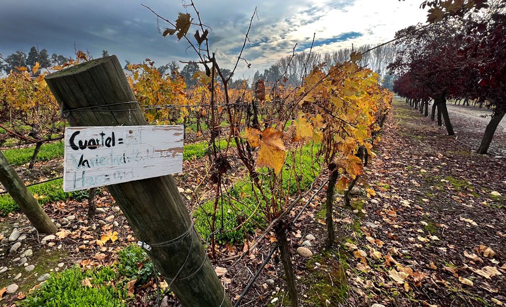 Ruta del Vino Valle del Itata Ruta del Vino Valle del Itata